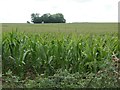 TF8134 : Maize growing north-east of Barmer by Christine Johnstone