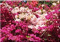 SU9941 : Winkworth Arboretum - Azaleas by Colin Smith