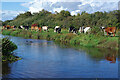 SJ9124 : River Sow, Doxey Marshes by Stephen McKay