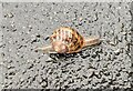 TF0820 : Snail in the wet by Bob Harvey