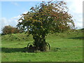 ST4328 : A tree and a cart on Hext Hill by Neil Owen