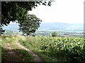  : Field of beet below Ladyrigg Farm by Oliver Dixon