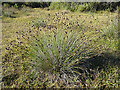 NJ3265 : Black Bog-rush (Schoenus nigricans) by Anne Burgess