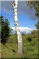 SO8074 : Birch tree near Devil's Spittleful in Worcestershire by Roger  D Kidd