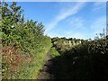 NZ1851 : Autumn hedgerow by Robert Graham