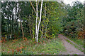 SO8074 : Bridleway and footpath near Devil's Spittleful in Worcestershire by Roger  D Kidd