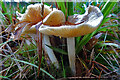 NJ3355 : Fungi by Anne Burgess