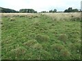 SJ9924 : Pasturefields saltmarsh, east of the River Trent by Christine Johnstone