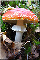  : Fly Agaric (Amanita muscaria) by Anne Burgess