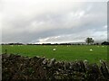 NZ1147 : Grazing field beside Outputs Lane by Robert Graham