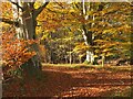 NT4830 : Beech woods near St Helens, Selkirk by Jim Barton