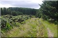 NT5037 : Path, Ladhope Moor by Richard Webb