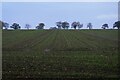 TM3966 : Seedlings coming through, off Tiggins Lane by Christopher Hilton