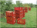 TQ0657 : Wisley - Fruit Harvest by Colin Smith