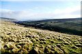 NY9734 : Scattered woodland by Bollihope Burn by Andy Waddington