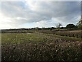 SK3705 : Muddy field, east of Congerstone by Christine Johnstone