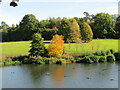 SU9941 : Winkworth Arboretum by Colin Smith