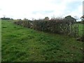 SK0334 : Gappy hedge, west of Hothill Lane by Christine Johnstone