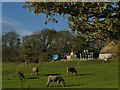 SE2139 : Horses at Rawdon Hall Farm by Stephen Craven