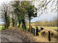 NZ0836 : Muddy lane with feeding pony by Trevor Littlewood