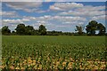 TM3755 : Maize field off Walk Farm Road, Tunstall by Christopher Hilton