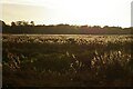 TM4659 : The Fens, from west of the old railway line by Christopher Hilton