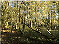 SK3522 : Young woodland in late autumn sunlight by Christine Johnstone