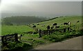 NU1517 : Overlooking the valley of Shipley Burn from the B6346 by Martin Tester