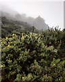 SO4395 : Gorse in the Carding Mill Valley by Mat Fascione