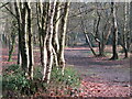 SU8935 : Gibbet Hill - Birch Woodland by Colin Smith