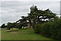 TM2351 : Cedar tree and the old windmill at Burgh by Simon Mortimer