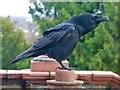 ST3087 : Raven, Belle Vue Park by Robin Drayton