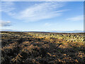 NZ0343 : Dead bracken beside dry stone wall. by Trevor Littlewood