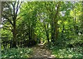 TQ5500 : Path in Friston Forest, Near Jevington by PAUL FARMER