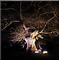 SP4315 : Blenheim Illuminations - (13) - Illuminated Oak by Rob Farrow