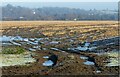 SK6442 : Stubble field with ice by Alan Murray-Rust