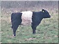 TQ0647 : Shere - Belted Galloway by Colin Smith