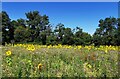 TQ3715 : Sunflower Crop at East Chiltington by PAUL FARMER