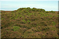 ST1340 : Bowl barrow near Bicknoller Post by Derek Harper