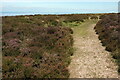 ST1340 : Bridleway to Longstone Hill by Derek Harper