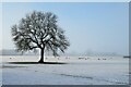  : Winter pastures by Gordon Hatton