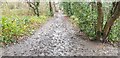 TQ2995 : Muddy Path in Oakwood Park, London N14 by Christine Matthews