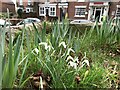 SJ6949 : Snowdrops in Wybunbury churchyard by Jonathan Hutchins