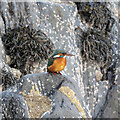 J5082 : Kingfisher, Bangor by Rossographer