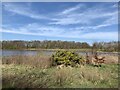 SJ7948 : Gorse in bloom at Bateswood Country Park by Jonathan Hutchins