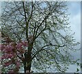 SJ9593 : Cherry Tree on Werneth Avenue by Gerald England