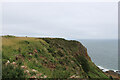 NO7047 : Clifftop vegetation near Cuthile Harbour, Angus by Andrew Diack