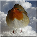 NJ3561 : Robin (Erithacus rubecula) by Anne Burgess