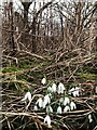 SK5033 : Snowdrops by David Lally