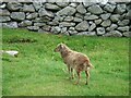 NF1099 : A young Soay sheep in 'The Village' (am Baile) on Hirta by Michael Earnshaw